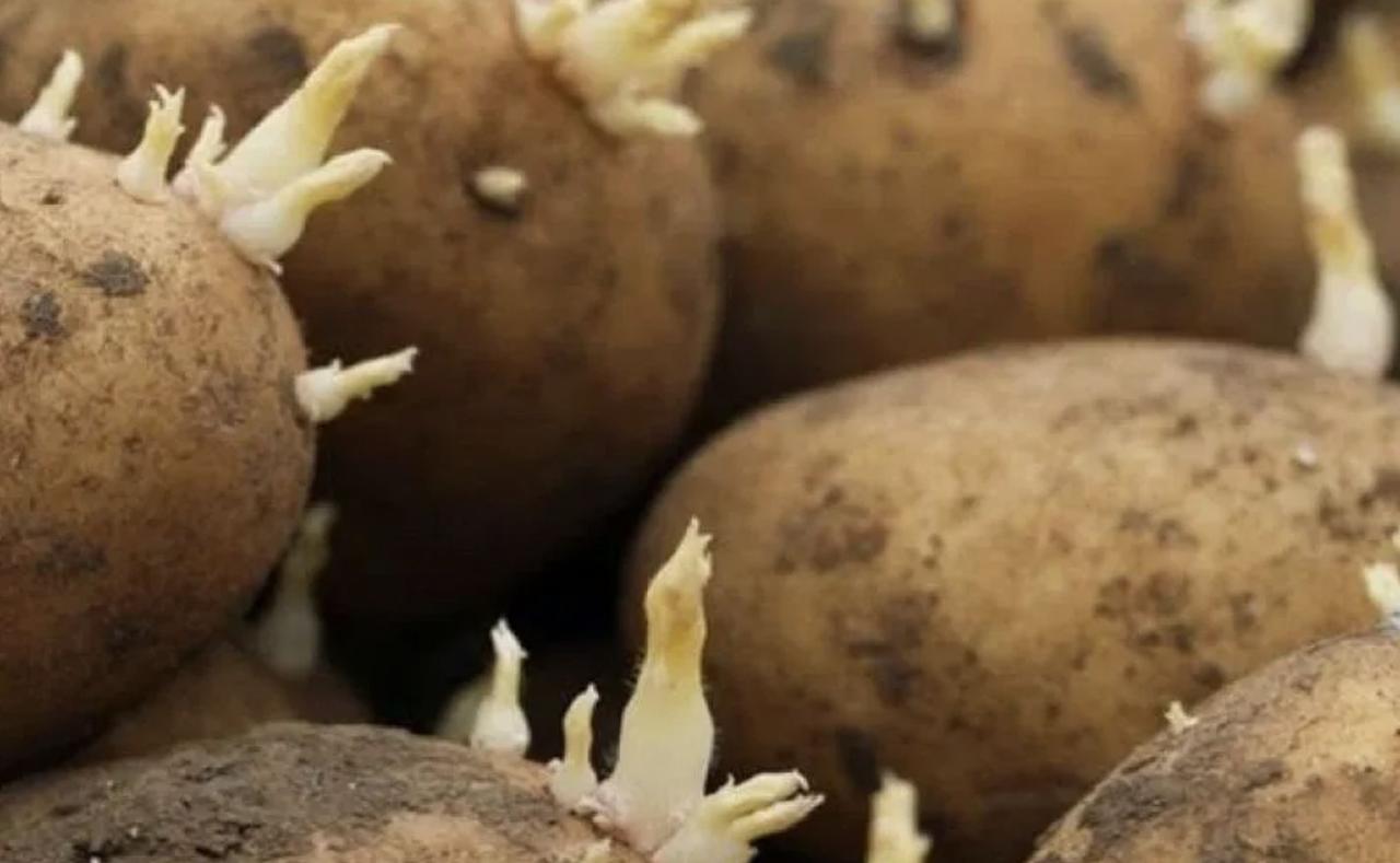 Patate naturali